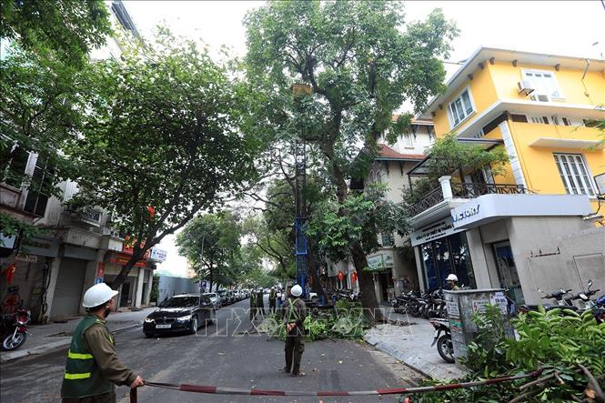 Trong ảnh: Công nhân Công ty TNHH Một thành viên Công viên cây xanh Hà Nội cắt tỉa cây xanh trên tuyến phố Hòa Mã, quận hai Bà Trưng. Ảnh: Phan Tuấn Anh - TTXVN 