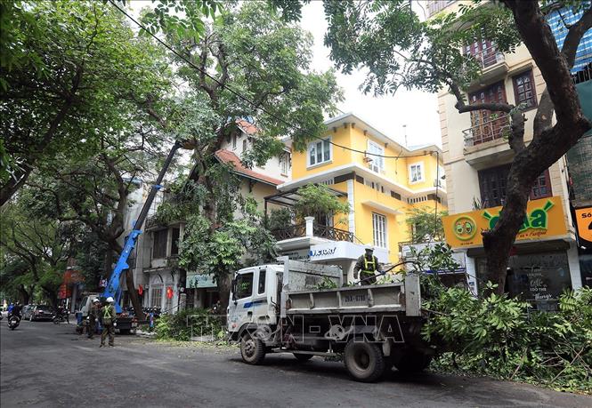 Trong ảnh: Cắt tỉa, hạ độ cao cây sẽ đảm bảo an toàn cho người dân trong mùa mưa bão, đồng thời đảm bảo mỹ quan đô thị. Ảnh: Phan Tuấn Anh - TTXVN 
