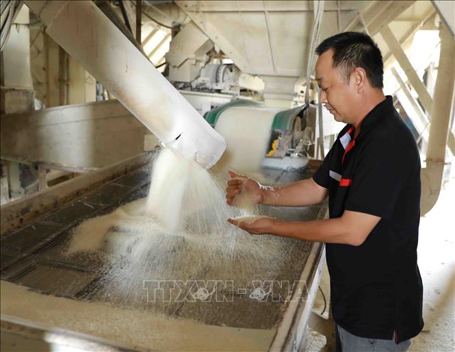 Trong ảnh: Kiểm tra chất lượng gạo tại nhà máy chế biến lương thực Long An (thuộc Vinafood 2). Ảnh: Vũ Sinh - TTXVN