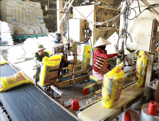 Trong ảnh: Đóng gói gạo xuất khẩu theo đơn đặt hàng tại nhà máy chế biến lương thực Long An (thuộc Vinafood 2). Ảnh: Vũ Sinh - TTXVN