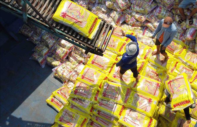 Trong ảnh: Vận chuyển gạo xuất khẩu tại nhà máy chế biến Tân Thạnh (thuộc Vinafood2). Ảnh: Vũ Sinh - TTXVN