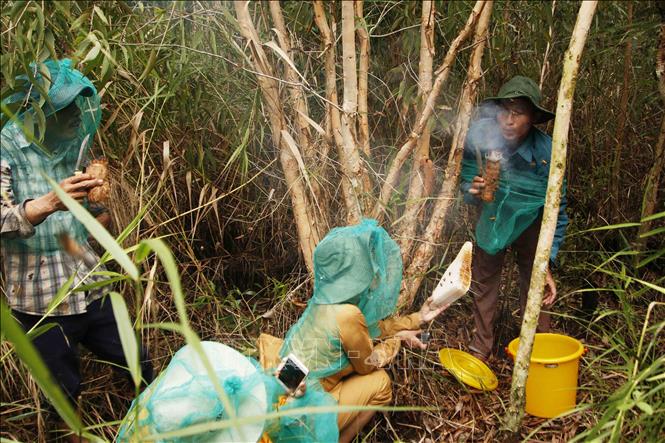 Trong ảnh: Du khách trải nghiệm thu hoạch mật ong cùng thợ gác kèo ong. Ảnh: Kim Há-TTXVN
