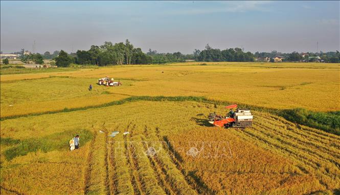 Trong ảnh: Nông dân huyện Cam Lộ thu hoạch lúa Đông Xuân. Ảnh: Hồ Cầu - TTXVN