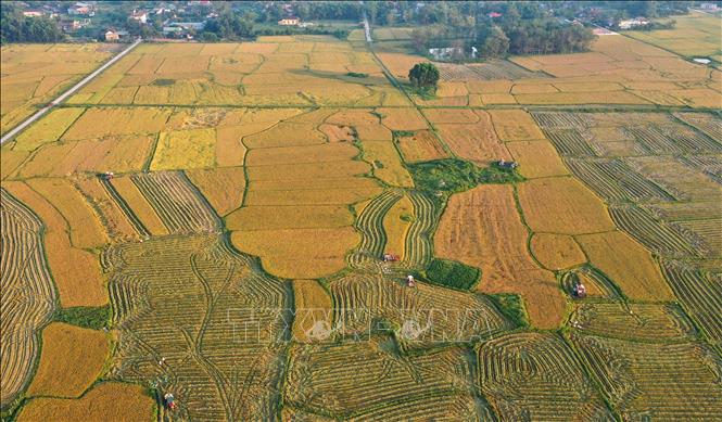 Trong ảnh: Nông dân huyện Cam Lộ thu hoạch lúa Đông Xuân. Ảnh: Hồ Cầu - TTXVN