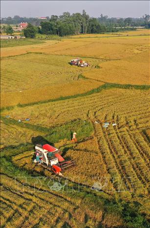 Trong ảnh: Nông dân huyện Cam Lộ thu hoạch lúa Đông Xuân. Ảnh: Hồ Cầu - TTXVN