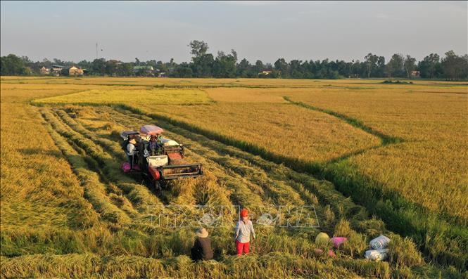 Nông dân huyện Cam Lộ thu hoạch lúa Đông Xuân. Ảnh: Hồ Cầu - TTXVN