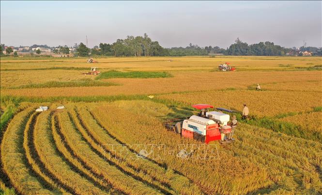 Trong ảnh: Nông dân huyện Cam Lộ thu hoạch lúa Đông Xuân. Ảnh: Hồ Cầu - TTXVN