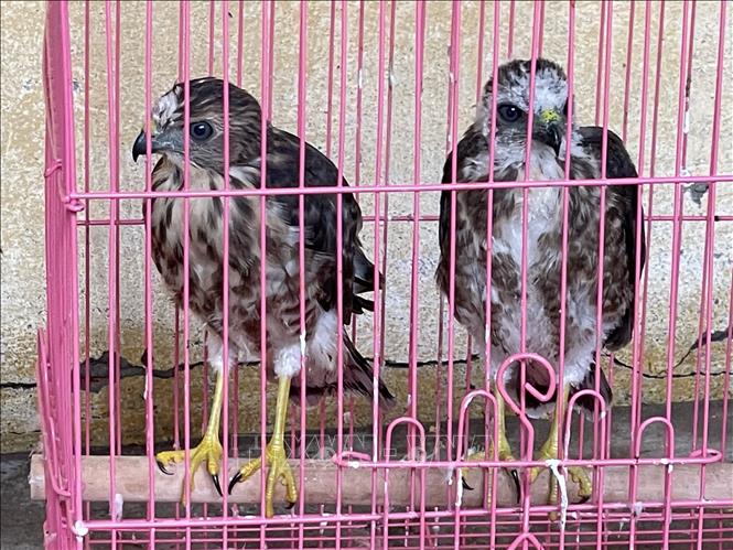 Trong ảnh: Cặp Diều hâu non được cứu hộ tại Chi cục Kiểm lâm Tây Ninh. Ảnh: Lê Đức Hoảnh - TTXVN