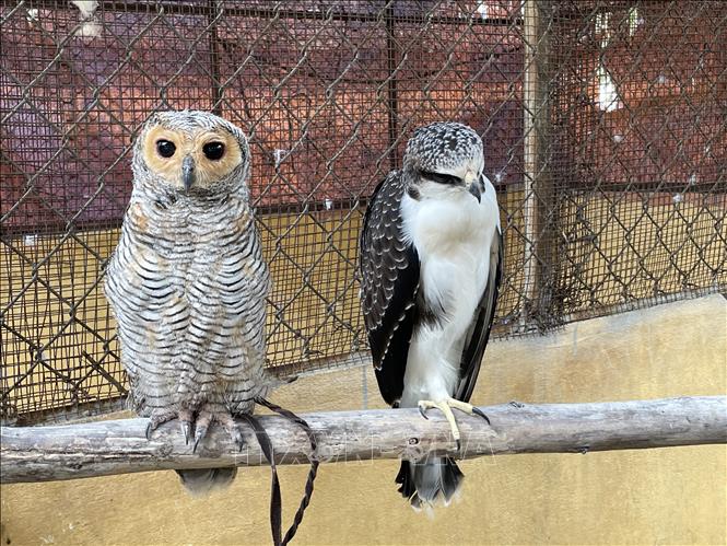 Trong ảnh: Chim Cú Hù lào và Bụng Hung. Ảnh: Lê Đức Hoảnh - TTXVN
