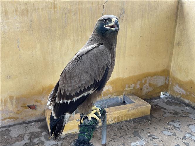 Trong ảnh: Đại bàng biển, loài chim nằm trong danh mục bảo vệ nghiêm của tổ chức Cites đang được cứu hộ tại Chi cục Kiểm lâm Tây Ninh. Ảnh: Lê Đức Hoảnh - TTXVN