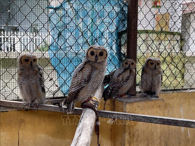 Trong ảnh: Nhiều cá thể chim Hù Lào (tên la tinh là Strix leptogrammica laotiana) được cứu hộ tại Chi cục Kiểm lâm Tây Ninh. Ảnh: Lê Đức Hoảnh - TTXVN