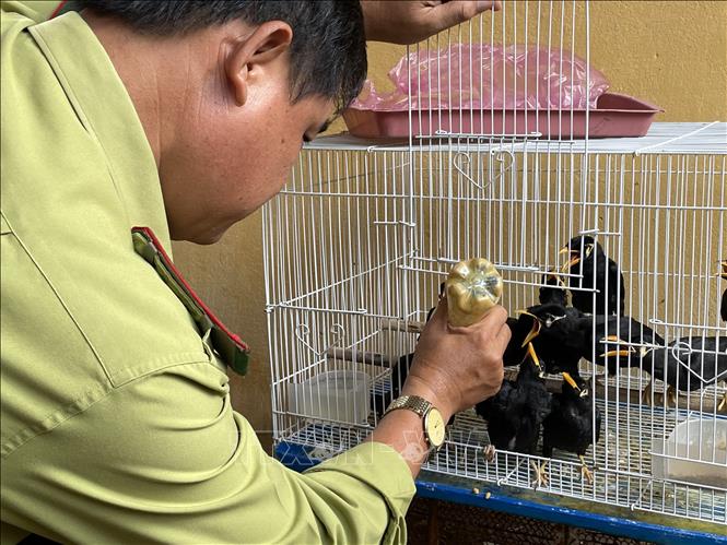 Trong ảnh: Cán bộ Chi cục Kiểm lâm tỉnh Tây Ninh chăm sóc các cá thể Nhồng (Yểng). Ảnh: Lê Đức Hoảnh - TTXVN
