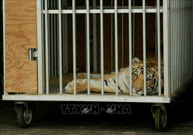 Trong ảnh: Con hổ Bengal mang tên 