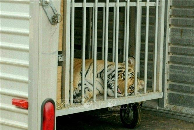 Trong ảnh: Con hổ Bengal mang tên 