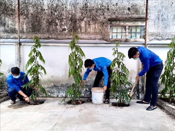 Trong ảnh: Đoàn viên thanh niên Quận đoàn Phú Nhuận trồng cây trong khuôn viên cơ quan ở phường 2. Ảnh: Hồng Giang - TTXVN