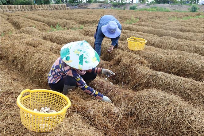 Đồng Tháp: Trồng nấm rơm thu lãi hơn 100 triệu đồng/ha - Ảnh thời sự ...