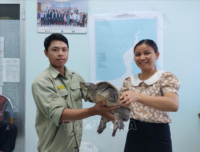 Vì là loài ngoại lai không thể thả về môi trường tự nhiên nên Chi cục Thủy sản Bình Định đã bàn giao cho vườn thú FLC Zoo Safari Quy Nhơn để chăm sóc và nuôi dưỡng. Ảnh: TTXVN phát