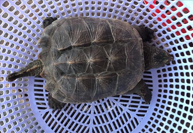 Tại thời điểm bàn giao, con rùa cá sấu nặng 4,3kg, dài 45cm (bao gồm đuôi), đuôi dài khoảng 10cm, tình trạng sức khỏe ổn định. Ảnh: TTXVN phát