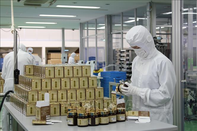 Kiểm tra sản phẩm trước khi xuất xưởng tại một nhà máy của công ty Nakanihon Capsule ở Gifu. Ảnh: Đào Thanh Tùng- Phóng viên TTXVN tại Nhật Bản