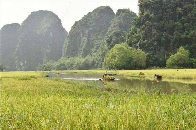 Trong ảnh: Người dân Tam Cốc thu hoạch thành quả lao động sau nhiều thời gian chăm sóc. Ảnh: Đức Phương - TTXVN