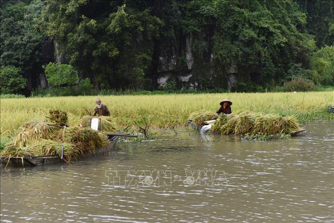 Trong ảnh: Người dân Tam Cốc thu hoạch thành quả lao động sau nhiều thời gian chăm sóc. Ảnh: Đức Phương - TTXVN