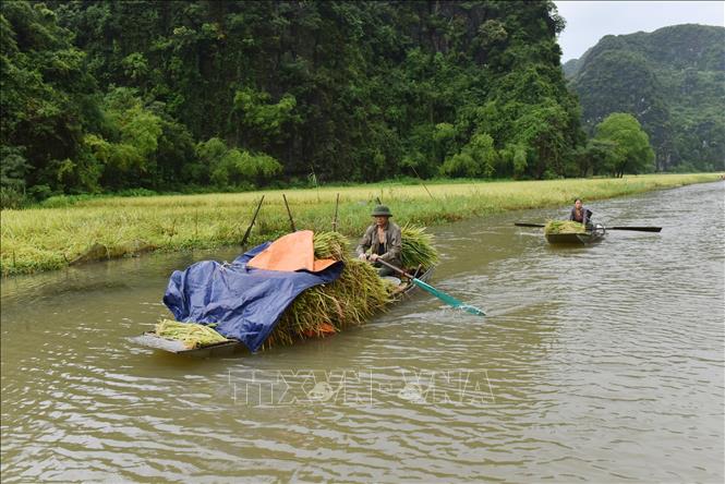 Trong ảnh: Người dân Tam Cốc thu hoạch thành quả lao động sau nhiều thời gian chăm sóc. Ảnh: Đức Phương - TTXVN