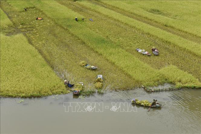 Trong ảnh: Người dân Tam Cốc thu hoạch thành quả lao động. Ảnh: Đức Phương - TTXVN

