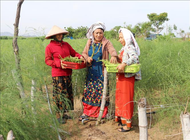 Trong ảnh: Bà Châu Thị Xéo (giữa) tích cực vận động đồng bào Chăm ở xã Phước Hải, huyện Ninh Phước trồng cây măng tây xanh, đem lại hiệu quả kinh tế cao. Ảnh: Nguyễn Thành – TTXVN
