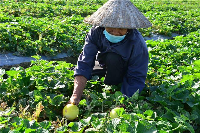 Trong ảnh: Người dân xã Nam Hùng (Nam Trực, Nam Định) mót từng quả dưa trên ruộng để bán. Ảnh: Công Luật - TTXVN
