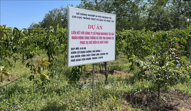 Trong ảnh: Diện tích chanh leo ở xã Vĩnh Thủy, huyện Vĩnh Linh chuẩn bị cho thu hoạch. Ảnh: Thanh Thủy-TTXVN