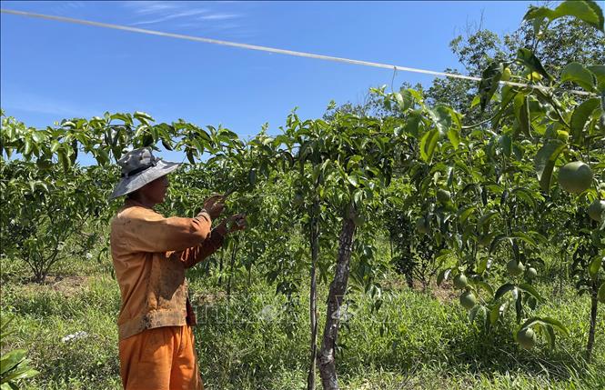 Trong ảnh: Người dân Quảng Trị chăm sóc cây chanh leo. Ảnh: Thanh Thủy-TTXVN