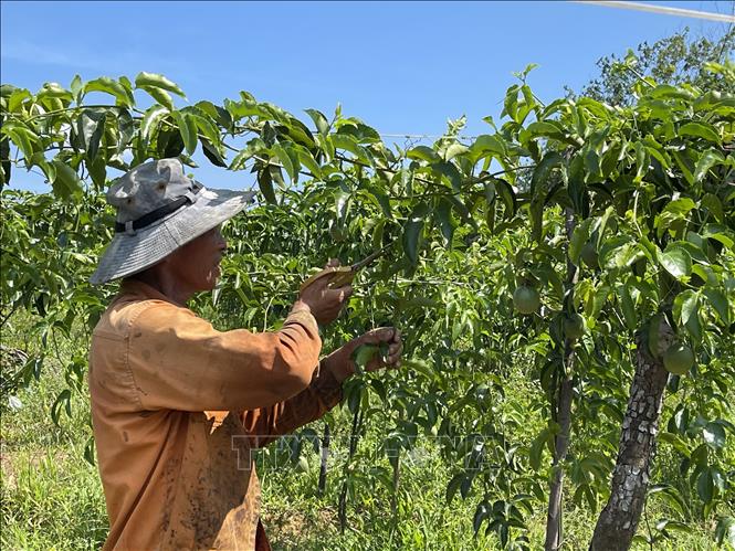 Trong ảnh: Người dân Quảng Trị chăm sóc cây chanh leo. Ảnh: Thanh Thủy-TTXVN 