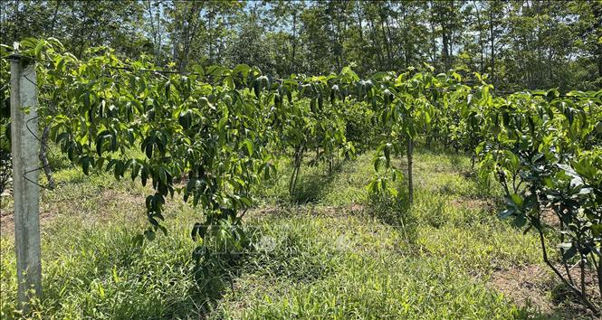 Trong ảnh: Diện tích cây chanh leo ở xã Vĩnh Thủy, huyện Vĩnh Linh chuẩn bị cho thu hoạch. Ảnh: Thanh Thủy-TTXVN