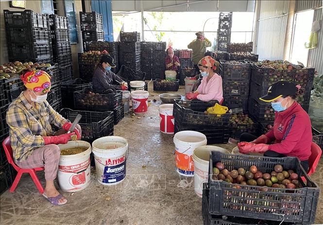 Trong ảnh: Sơ chế dịch chanh leo trước khi xuất bán cho các công ty thu mua. Ảnh: Thanh Thủy-TTXVN