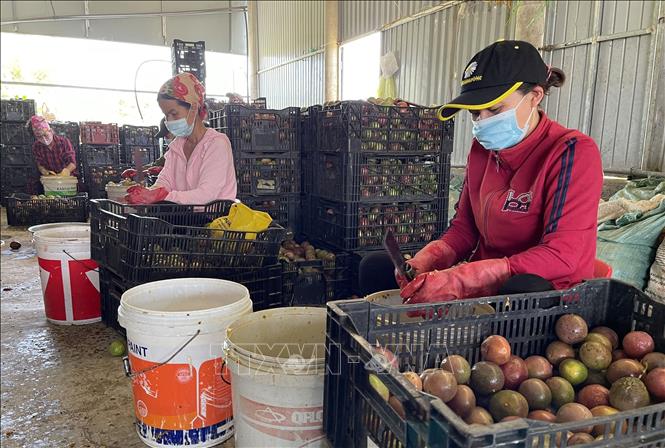 Trong ảnh: Sơ chế dịch chanh leo trước khi xuất bán cho các công ty thu mua. Ảnh: Thanh Thủy-TTXVN