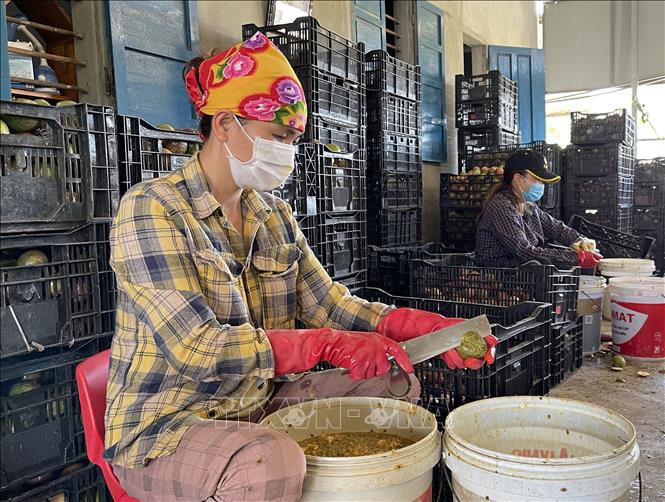 Trong ảnh: Sơ chế dịch chanh leo trước khi xuất bán cho các công ty thu mua. Ảnh: Thanh Thủy-TTXVN