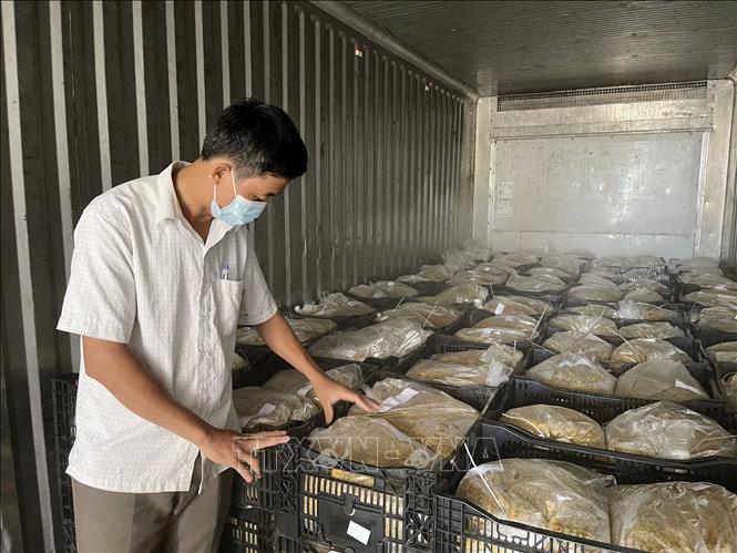 Trong ảnh: Chanh leo được bảo quản trong kho lạnh trước khi xuất bán cho các công ty thu mua. Ảnh: Thanh Thủy-TTXVN