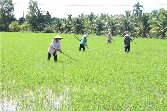 Bến Tre: Xuống giống 10.530 ha lúa vụ Hè Thu 2021 - Ảnh ...
