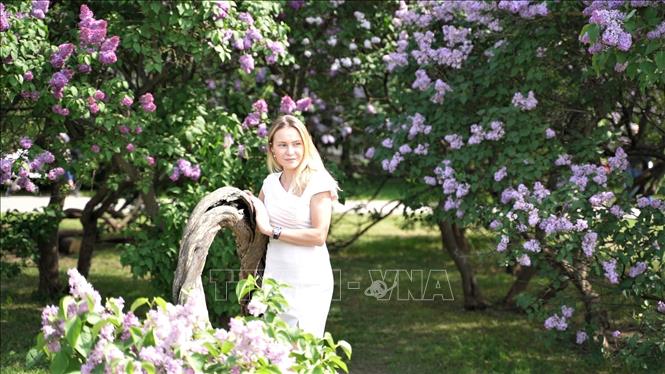 Vườn Tử đinh hương ở thủ đô Moskva nằm trên trên đại lộ Shchelkovskoe. Ảnh: Duy Trinh - P/v TTXVN tại Liên bang Nga
