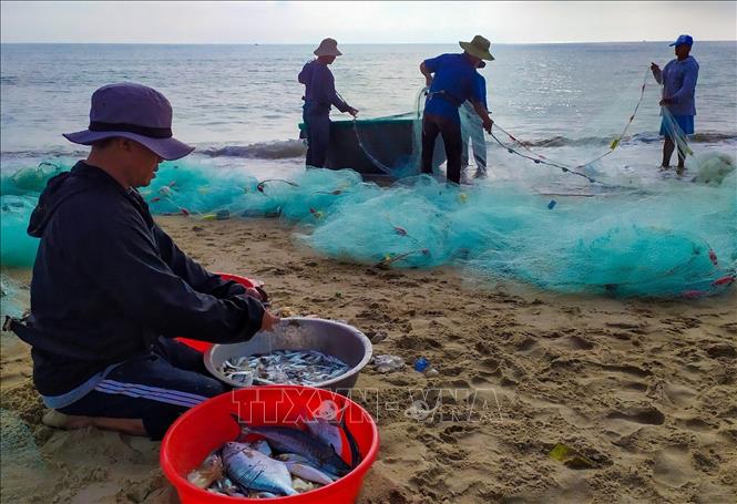 Trong ảnh: Sau đợt kéo, mỗi người một việc, người phân loại cá, người thu lưới để chuẩn bị cho đợt lưới tiếp theo. Ảnh: Trần Lê Lâm – TTXVN