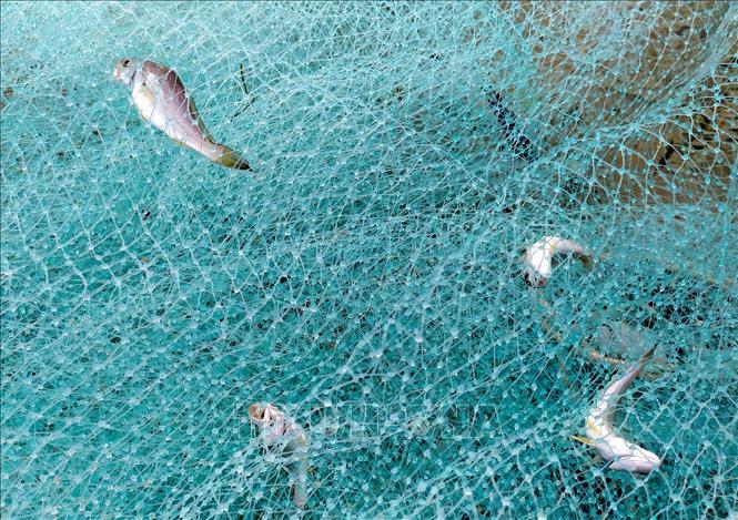 Trong ảnh: Những con cá mắc vào lưới tươi rói được kéo lên bờ. Ảnh: Trần Lê Lâm – TTXVN