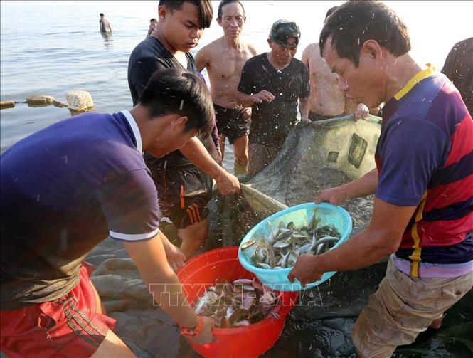 Trong ảnh: Những mẻ lưới được kéo lên với cá, tôm nhảy tanh tách. Ảnh: Trần Lê Lâm – TTXVN