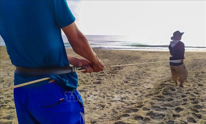 Trong ảnh: Nhờ vào chiếc đai bằng su được đeo vào lưng, quấn vào dây thừng để tăng lực kéo giúp nhanh chóng khép vòng quây kéo lưới vào bờ không thể cá thoát ra ngoài. Ảnh: Trần Lê Lâm – TTXVN