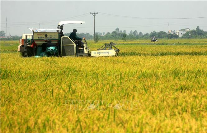 Trong ảnh: Nông dân huyện Vũ Thư thu hoạch lúa vụ Xuân 2021. Ảnh: Thế Duyệt – TTXVN