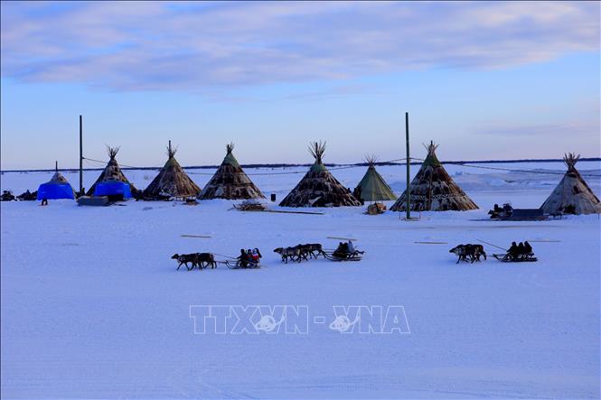 Trong ảnh: Cuộc sống du mục trên vùng lãnh nguyên cực bắc Nga của người dân Nenets. Ảnh: Trần Hiếu - PV TTXVN tại Nga
