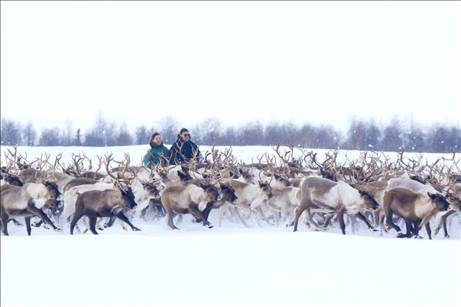 Trong ảnh: Trẻ em dân tộc Nenets từ nhỏ đã theo cha, anh làm công việc thuần hóa và chăn nuôi tuần lộc bán hoang dã trên các vùng lãnh nguyên rộng lớn. Ảnh: Trần Hiếu - PV TTXVN tại Nga    