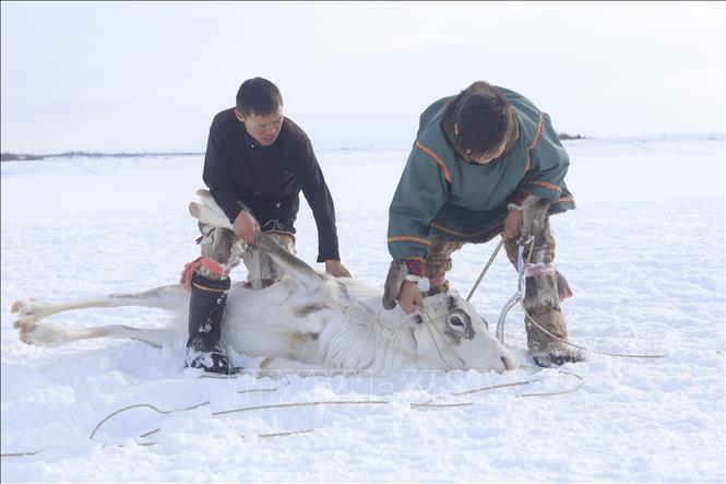 Trong ảnh: Từ khi còn nhỏ, trẻ em dân tộc Nenets theo cha và anh làm công việc chăn nuôi và thuần hóa tuần lộc trên các vùng lãnh nguyên phương Bắc. Ảnh: Trần Hiếu - PV TTXVN tại Nga