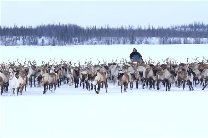 Trong ảnh: Chăn nuôi tuần lộc là nghề truyền thống lâu đời của người dân Nenets ở vùng cực bắc Nga. Ảnh: Trần Hiếu - PV TTXVN tại Nga