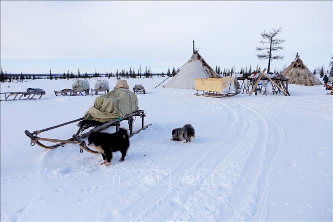 Trong ảnh: Người dân Nenets sống du mục trong các túp lều nhỏ, dễ di chuyển trên vùng lãnh nguyên cực bắc Nga. Ảnh: Trần Hiếu - PV TTXVN tại Nga