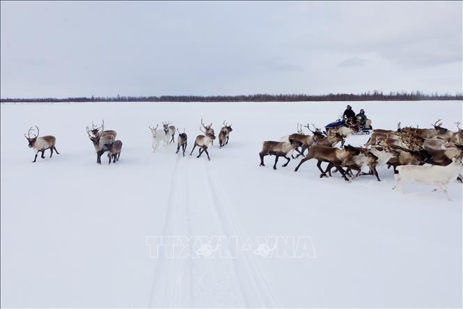 Trong ảnh: Cuộc sống du mục của trẻ em dân tộc Nenets vùng cực bắc Nga. Ảnh: Trần Hiếu - PV TTXVN tại Nga